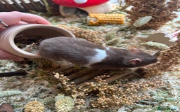 Hamster rodents for sale: Female Brown and White Syrian Hamster - Advert 4