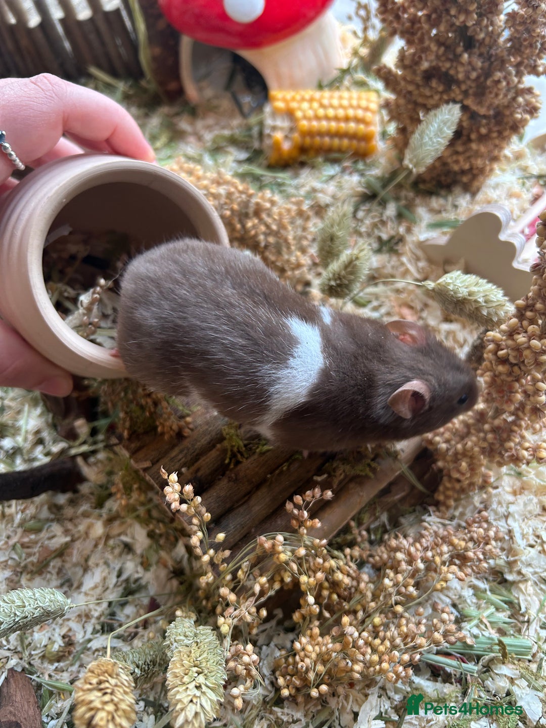 Hamster rodents for sale: Female Brown and White Syrian Hamster - Advert 4