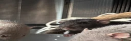 Rat rodents for sale: 4 Beautiful Rats + Large Cage in London - Advert 3