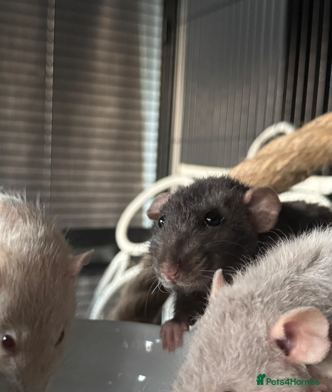 Rat rodents for sale: 4 Beautiful Rats + Large Cage in London - Advert 3