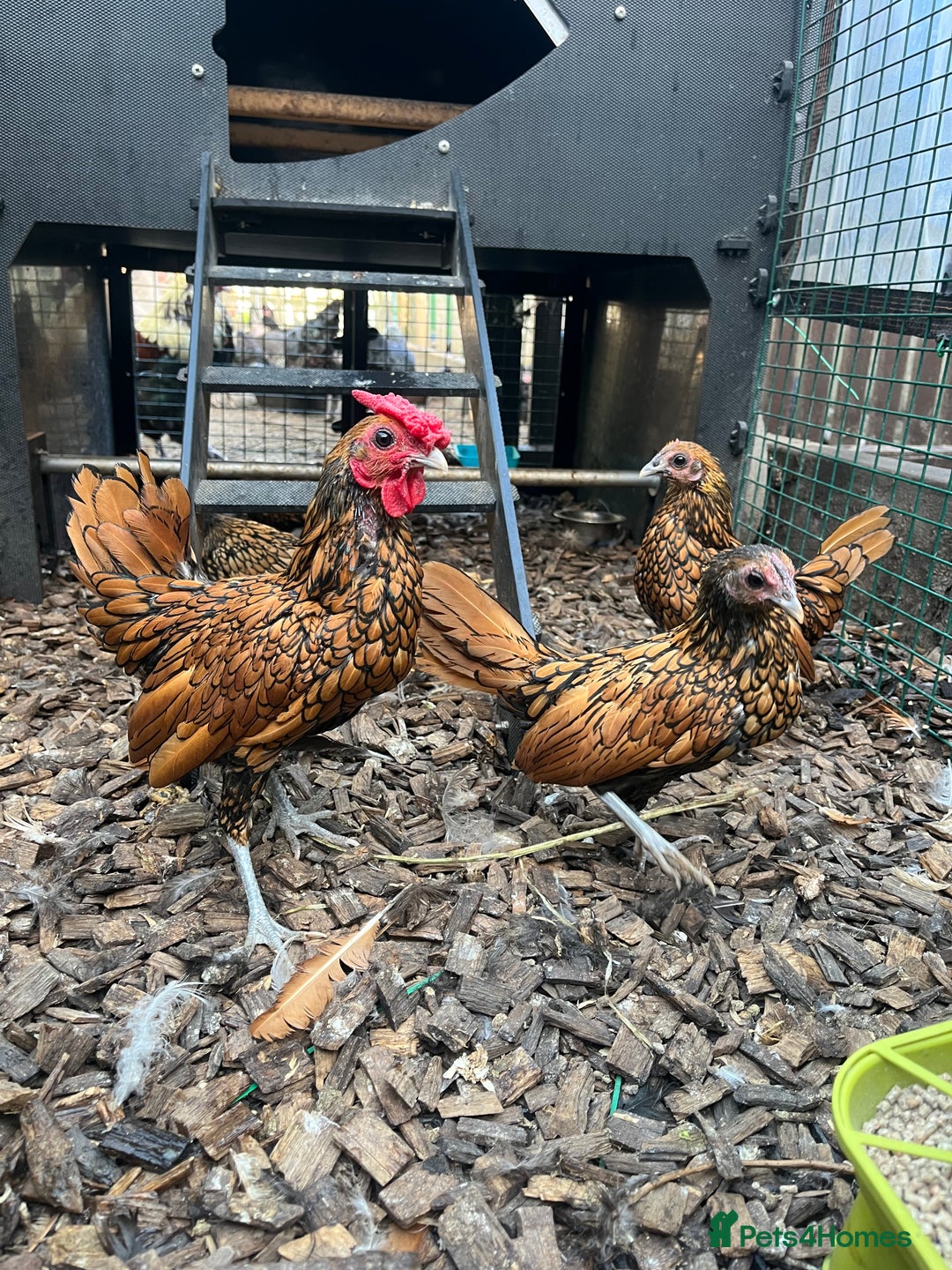 Chickens poultry for sale: Breeding trio of gold seabrights and chicks  - Image 1