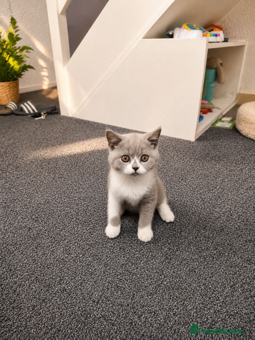 British Shorthair cats British Shorthair Kittens - Advert 2