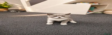 British Shorthair 3