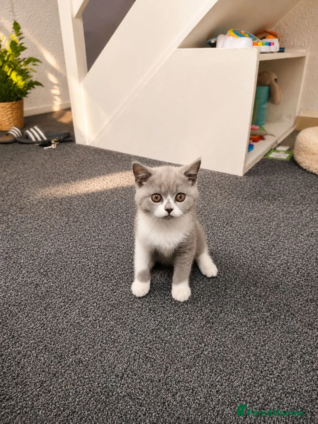 British Shorthair cats for sale: British Shorthair Kittens in Newport Pagnell - Advert 1