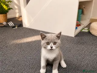 British Shorthair cats British Shorthair Kittens - Advert 2