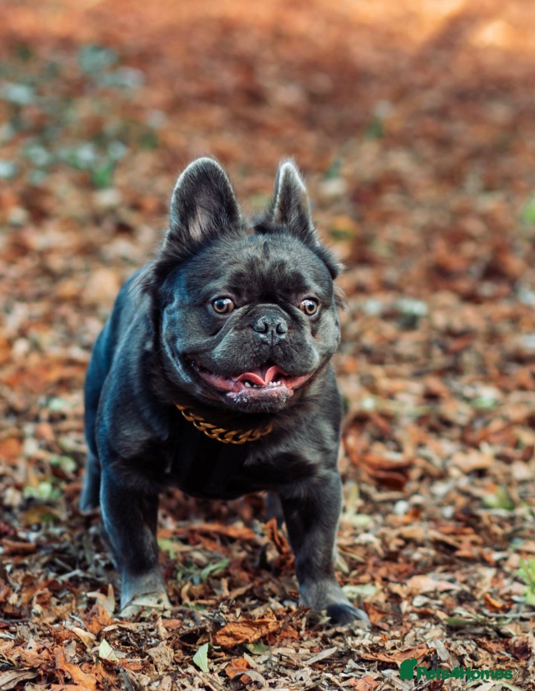 French Bulldog dogs for sale: LILAC TAN FRENCH BULLDOG PUPPY L4/L4 FLUFFY💪🏻⭐️ - Advert 10