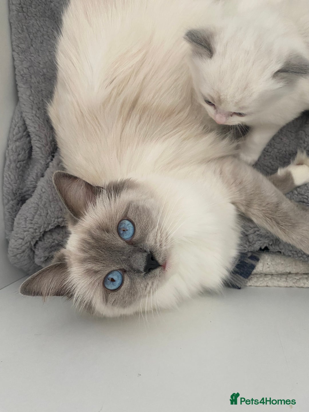 Ragdoll cats for sale: Pedigree ragdolls kittens TICA registered - Advert 14