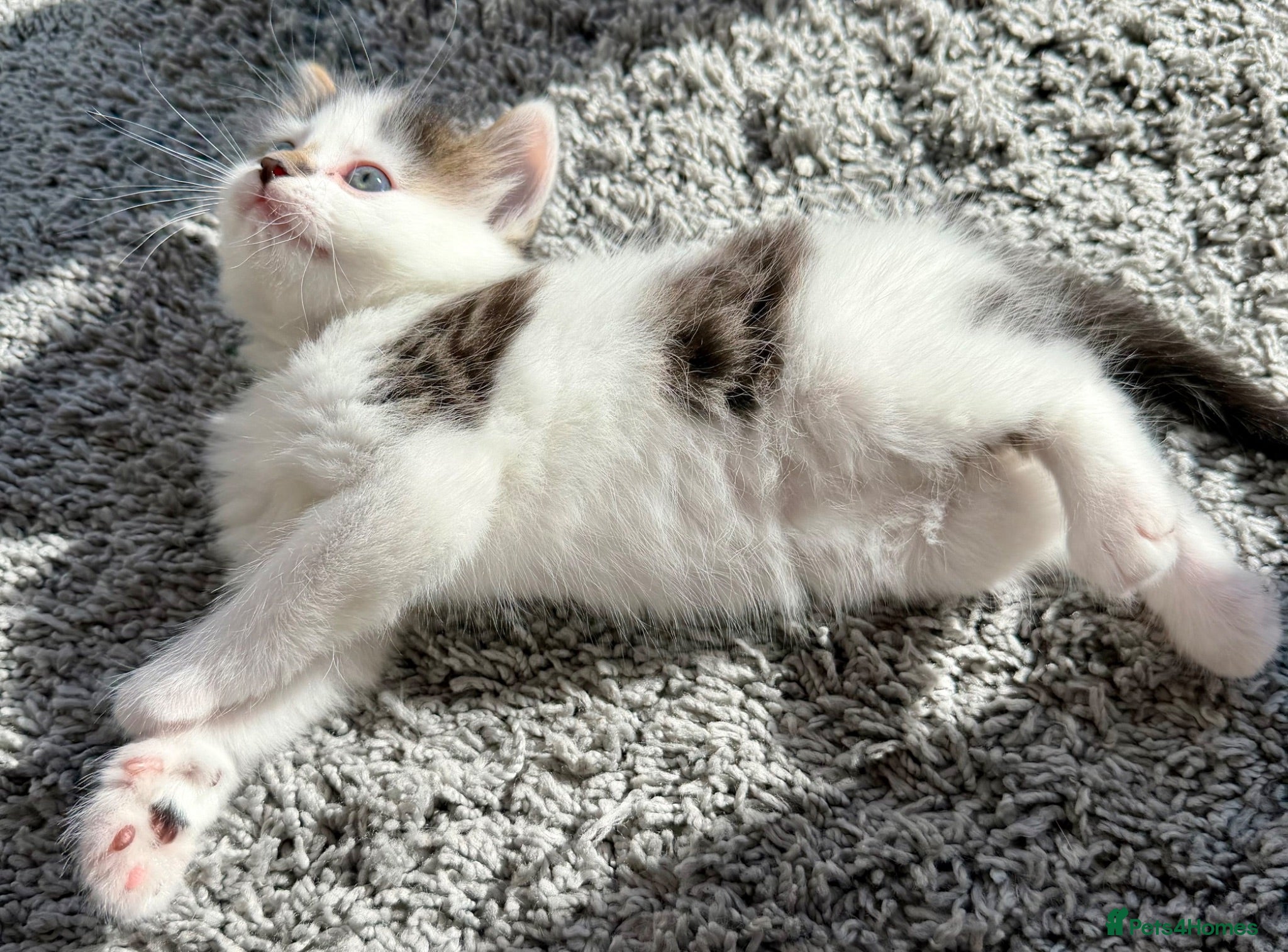 Mixed Breed cats Gorgeous, lovely Tabby kittens looking for home💕 - Advert 2