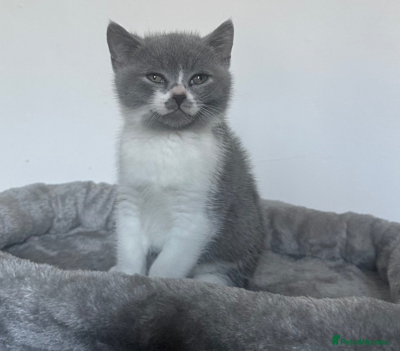 British Shorthair cats 💙 Bicolour Blue and White British Shorthair  - Advert 2