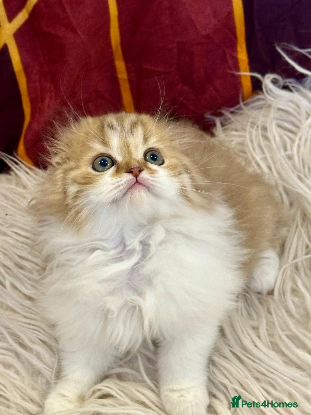 British Longhair cats for sale: 5 gorgeous baby mixed breed kittens  - Advert 7