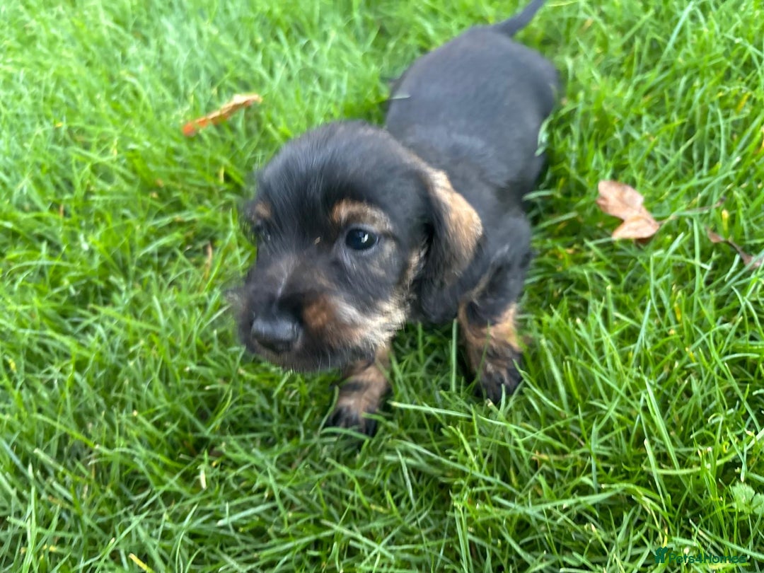 Mixed Breed dogs for sale: Dapple Shnoxy puppies for sale - Image 10