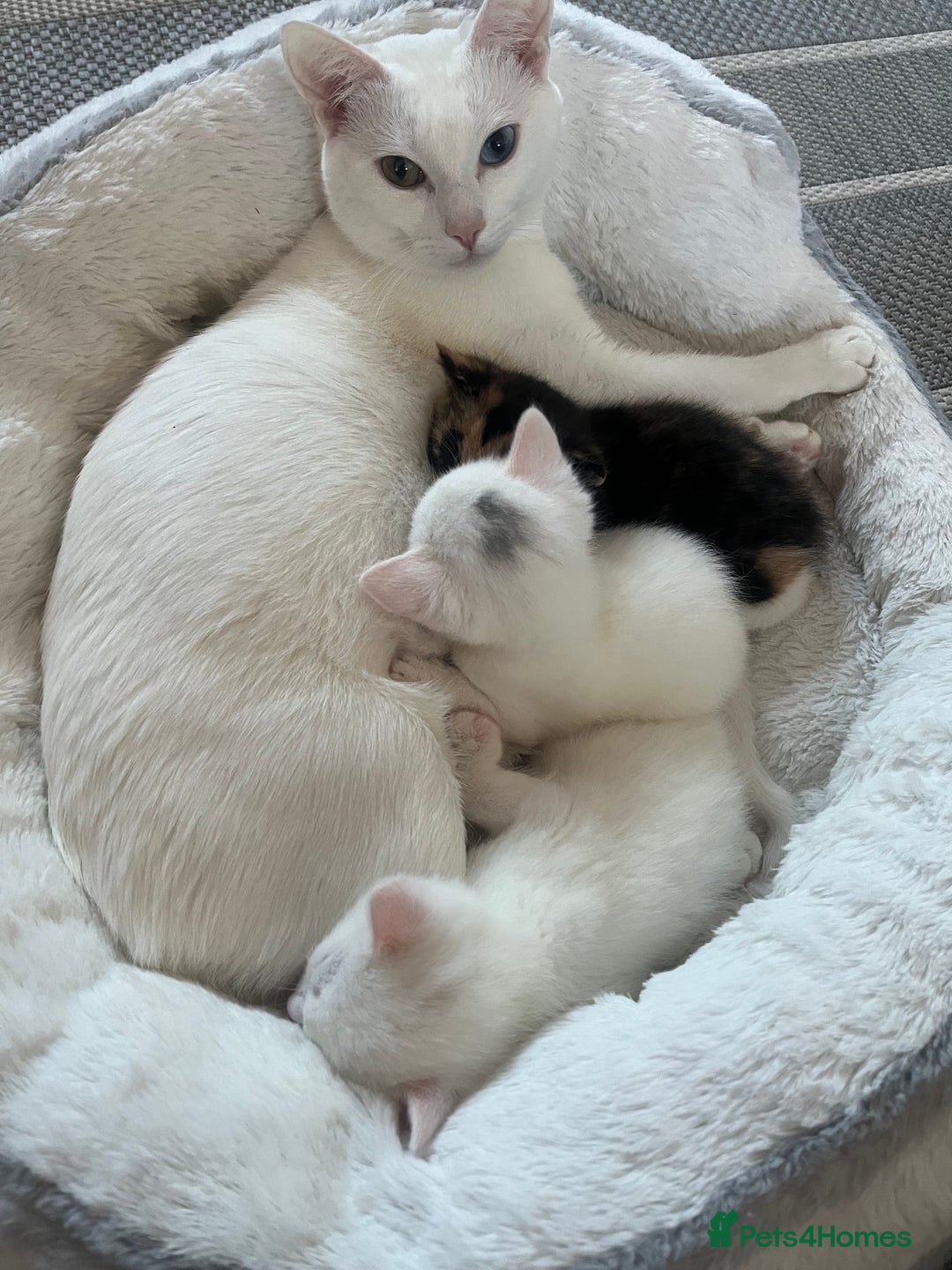 Khao Manee cats for sale: White(boy), girl brown black kitten, girl White - Advert 1