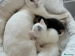 Khao Manee cats White(boy), girl brown black kitten, girl White - Advert 2