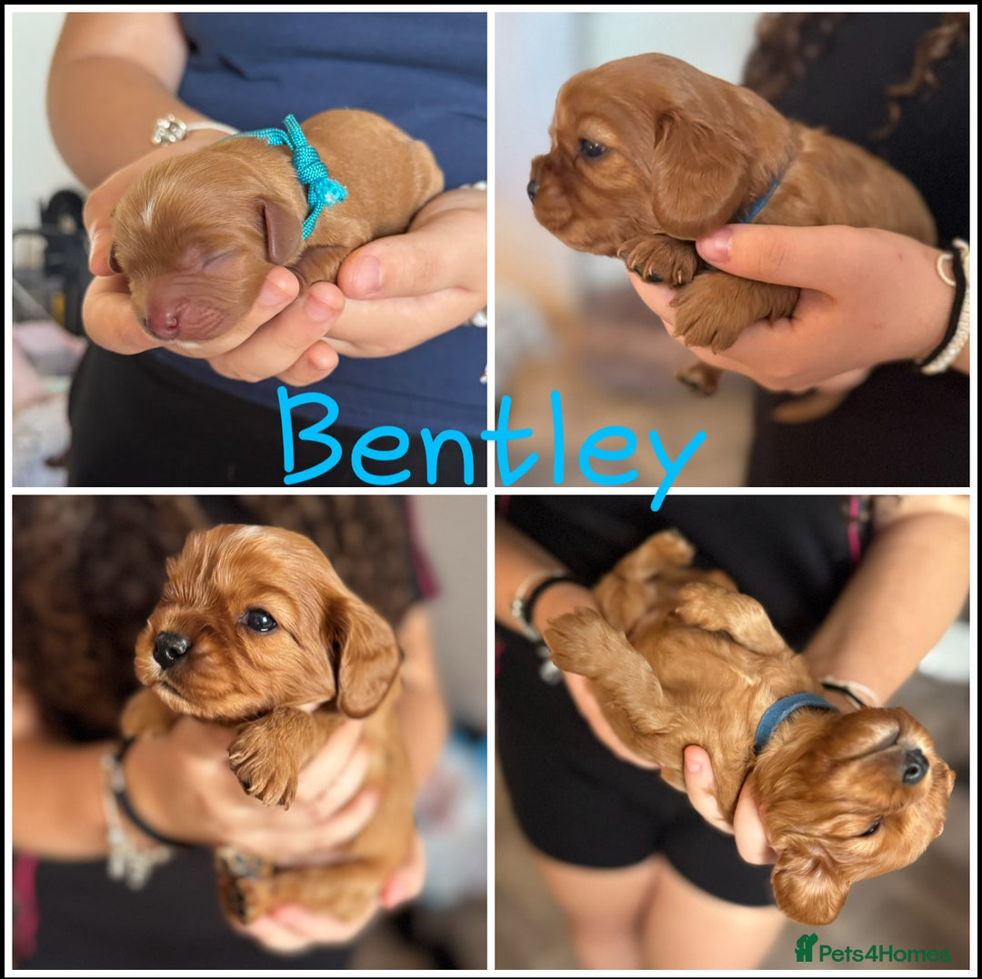 Cavalier King Charles Spaniel dogs for sale: Beautiful Ruby Cavalier King Charles Pups  - Image 13