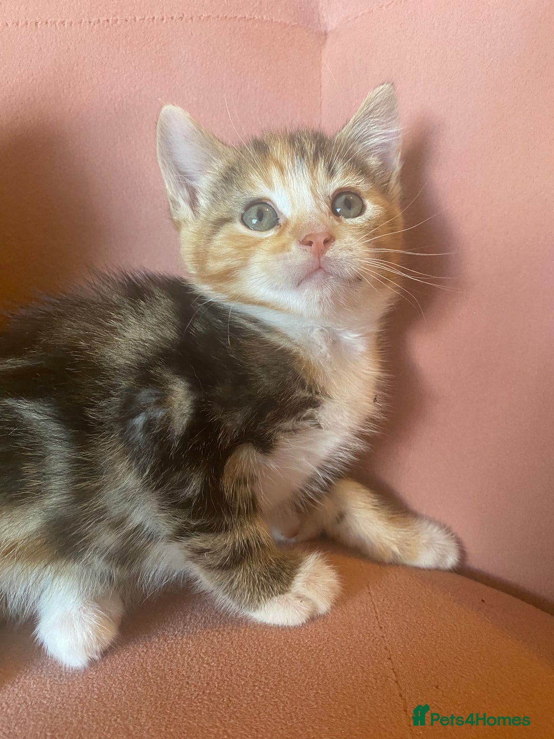British Longhair cats for sale: 4 Beautiful tabby kittens - Image 24