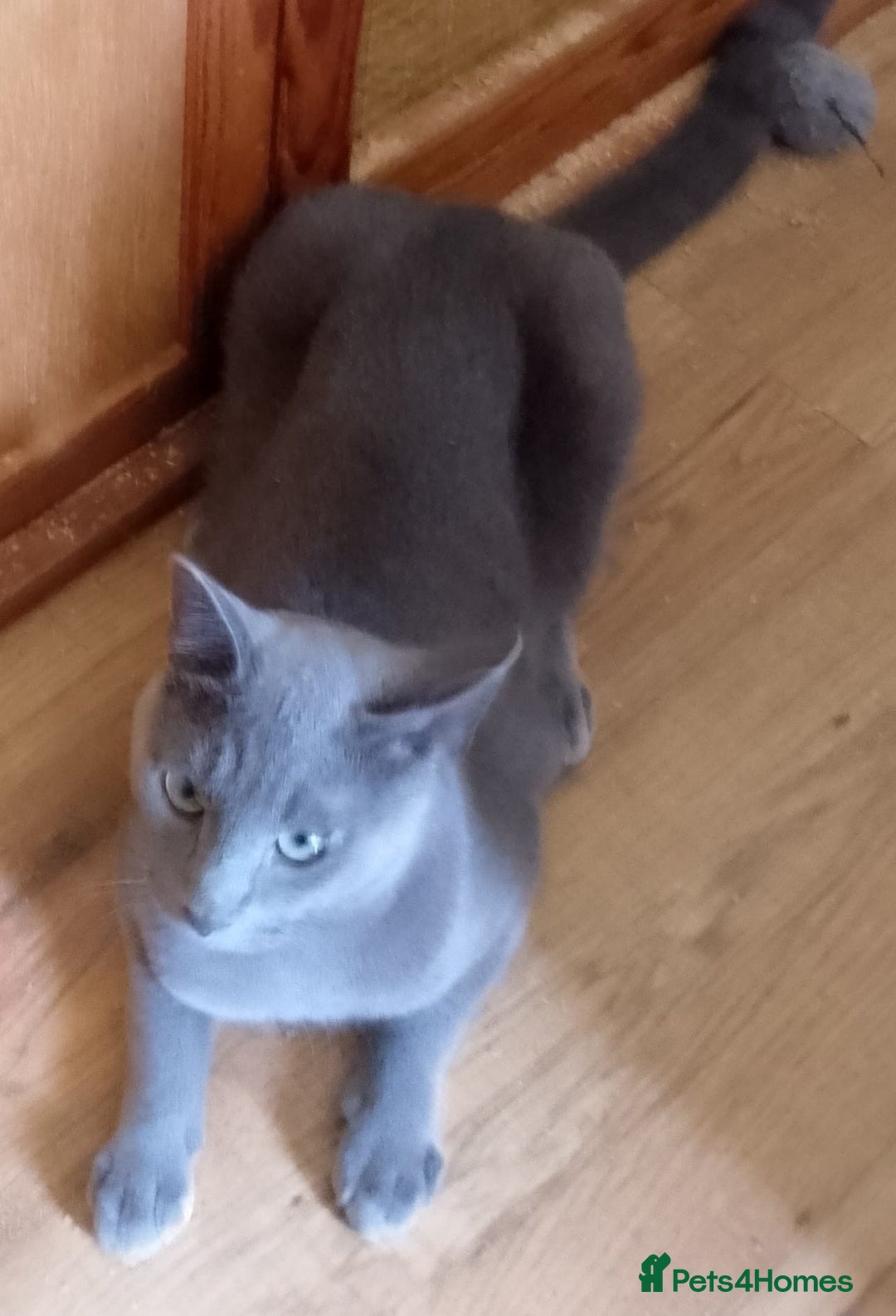 Russian Blue cats for sale: GCCF registered kitten - Image 1