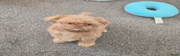 Shih Tzu dogs for sale: Shihtzu pups Beautiful colours & imperial sizes 🐾 - Advert 8