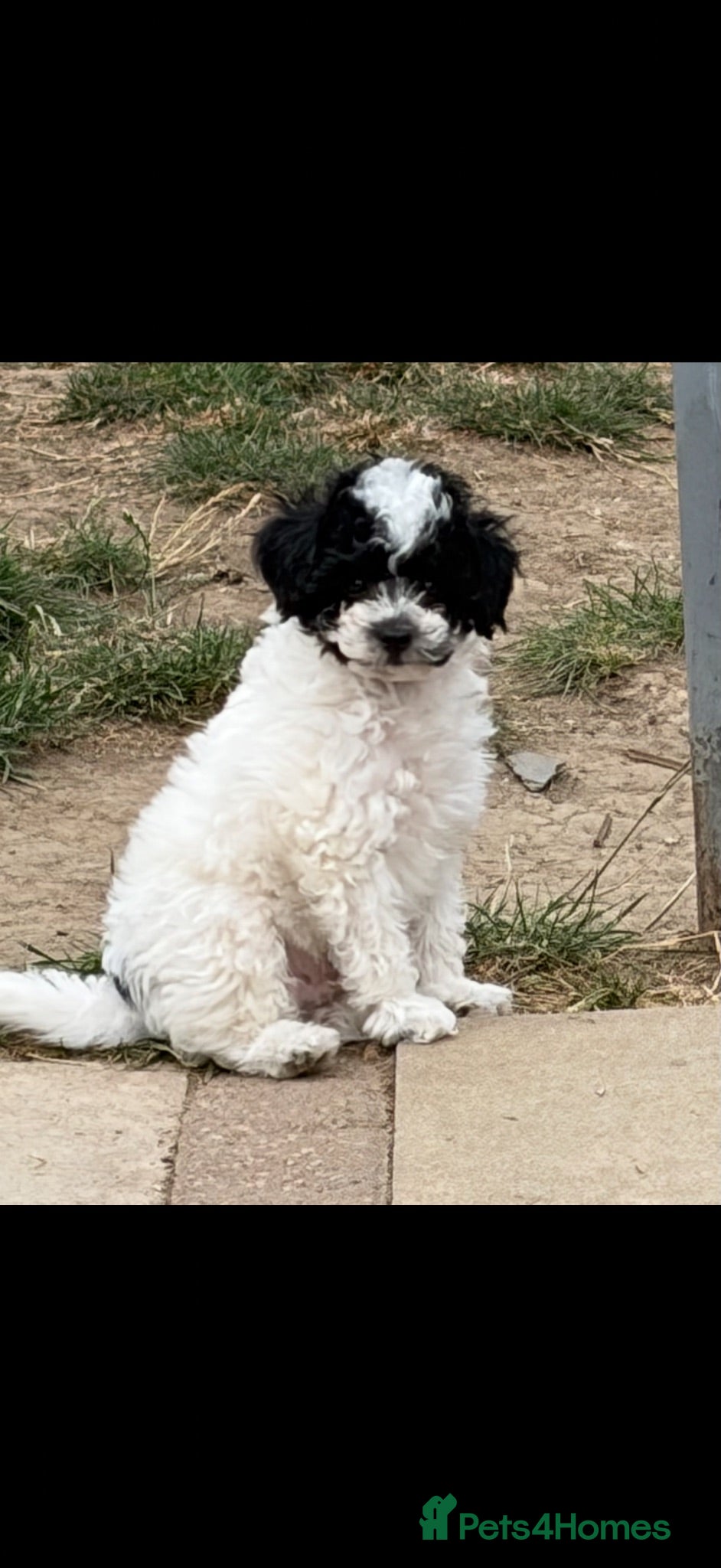 Maltipoo dogs READY NOW  REDUCED F1b maltipoos - Advert 16