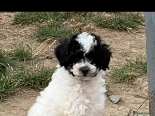 Maltipoo dogs READY NOW REDUCED F1b maltipoos - Advert 16