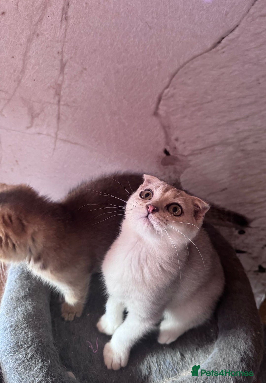 Scottish Fold cats for sale: Scottish fold kittens in hull - Image 35