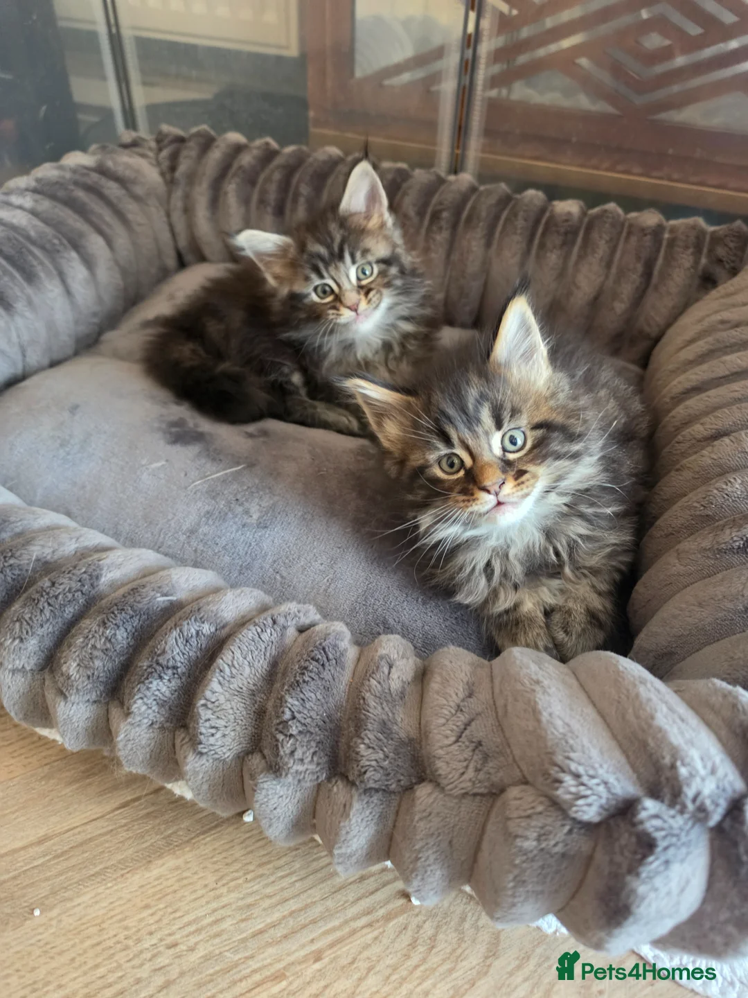 Maine Coon cats for sale: Beautiful Male Maine Coon kittens - Advert 10