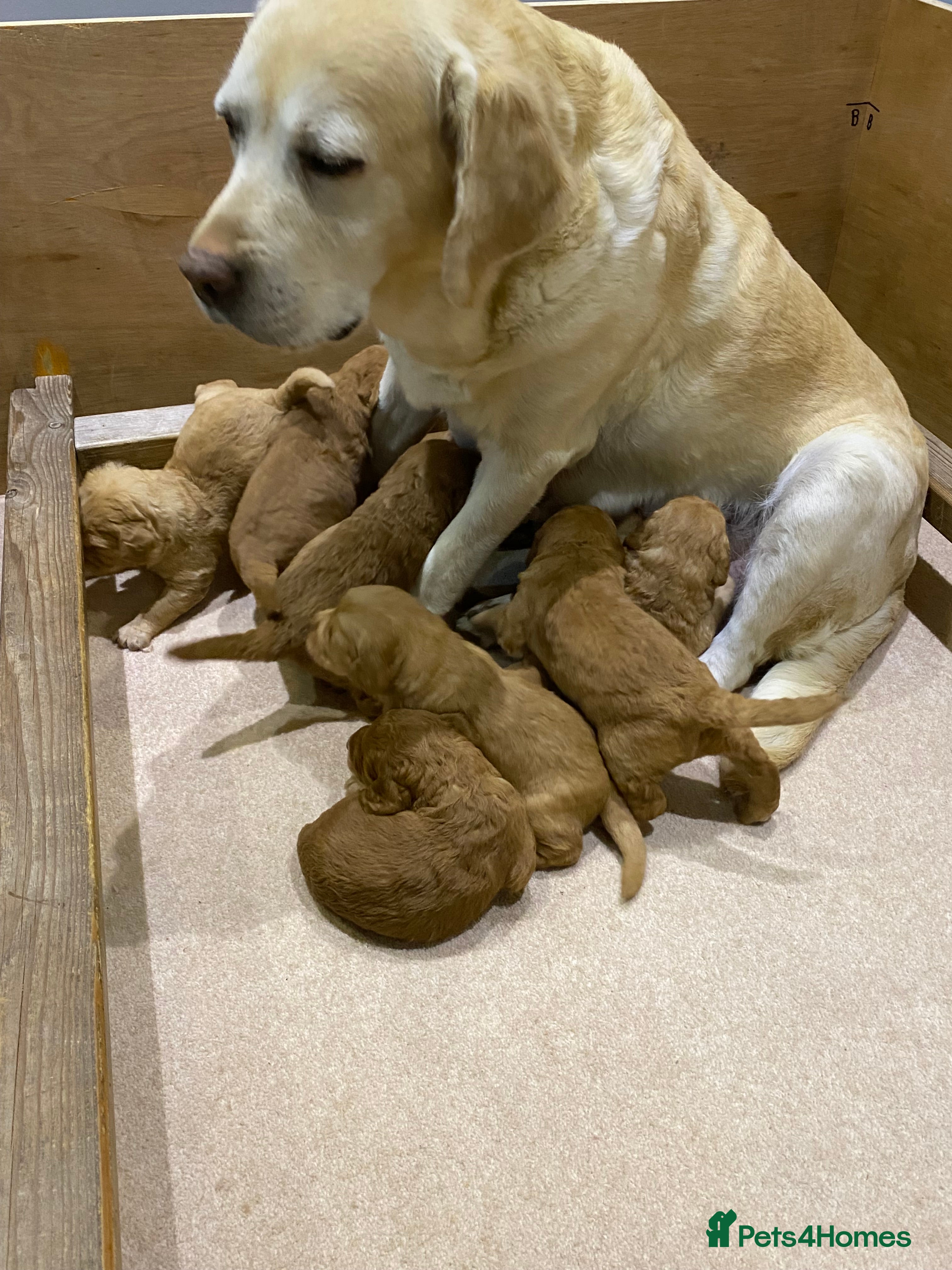 Labradoodle dogs F1 Red Miniature Labradoodles  - Advert 11