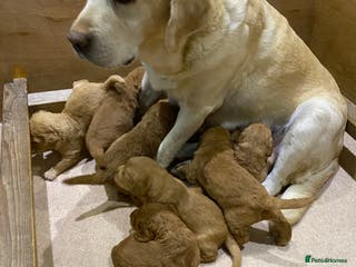 Labradoodle dogs F1 Red Miniature Labradoodles - Advert 2