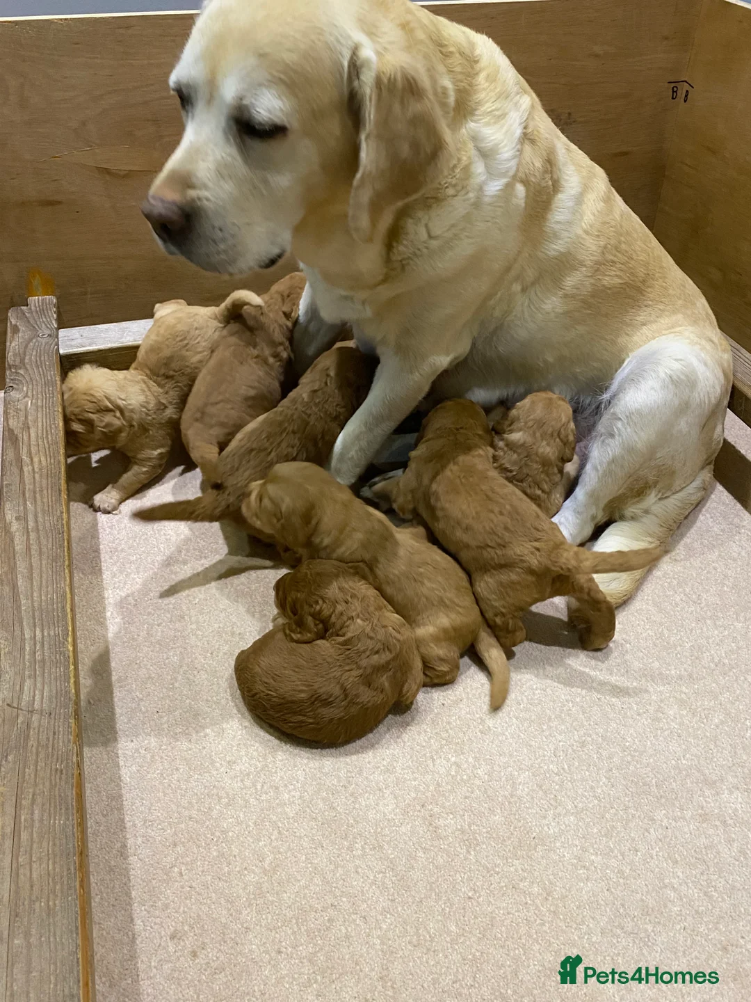 Labradoodle dogs for sale: F1 Red Miniature Labradoodles  - Advert 1