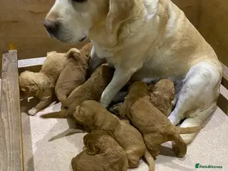 Labradoodle dogs F1 Red Miniature Labradoodles - Advert 9