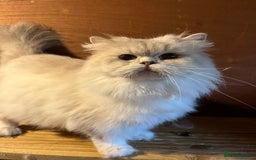 British Shorthair cats for sale: Gorgeous blue  British shorthairs  - Image 4