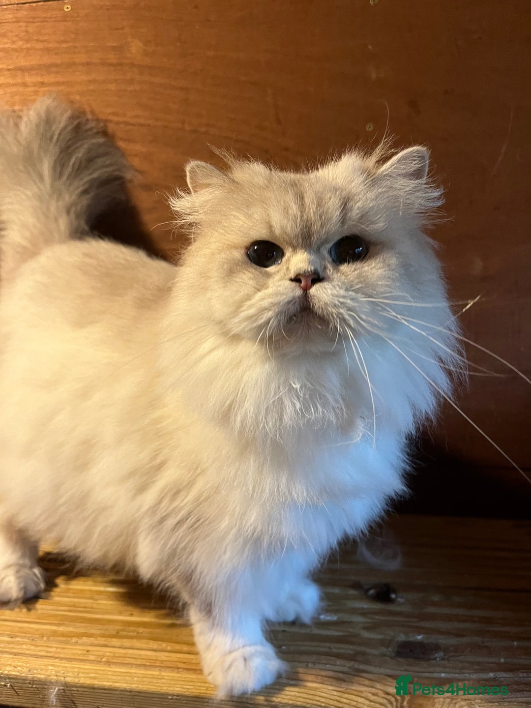British Shorthair cats for sale: Gorgeous blue  British shorthairs  - Image 4