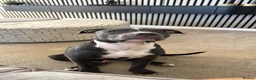 Staffordshire Bull Terrier dogs for sale: Blue Staffie 5 month old - Advert 5