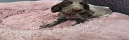 Cockapoo dogs for sale: Generation cockerpoo puppies ready now  - Advert 21
