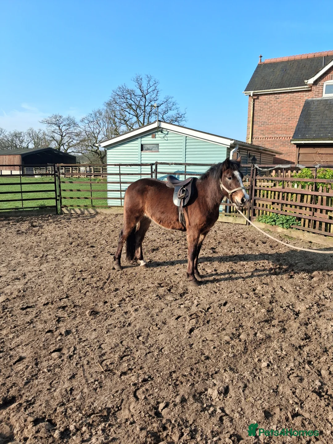 New Forest horses for sale: Smart registeted 3 year old geldings - Advert 1