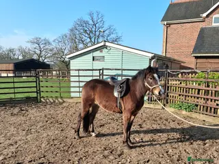 New Forest horses Smart registeted 3 year old geldings - Advert 6