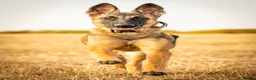 Mixed Breed dogs for sale: 8 month bitch Belgian Malinois x German shepherd  - Advert 6