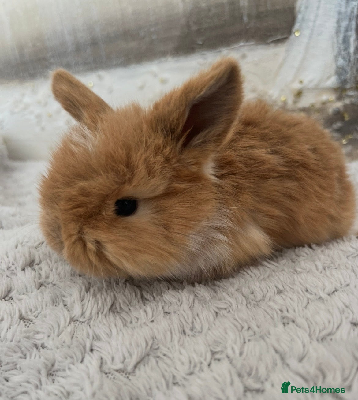 Mini Lop rabbits 🐰Pure Bred (5w old) Mini Lop Babies - Advert 1