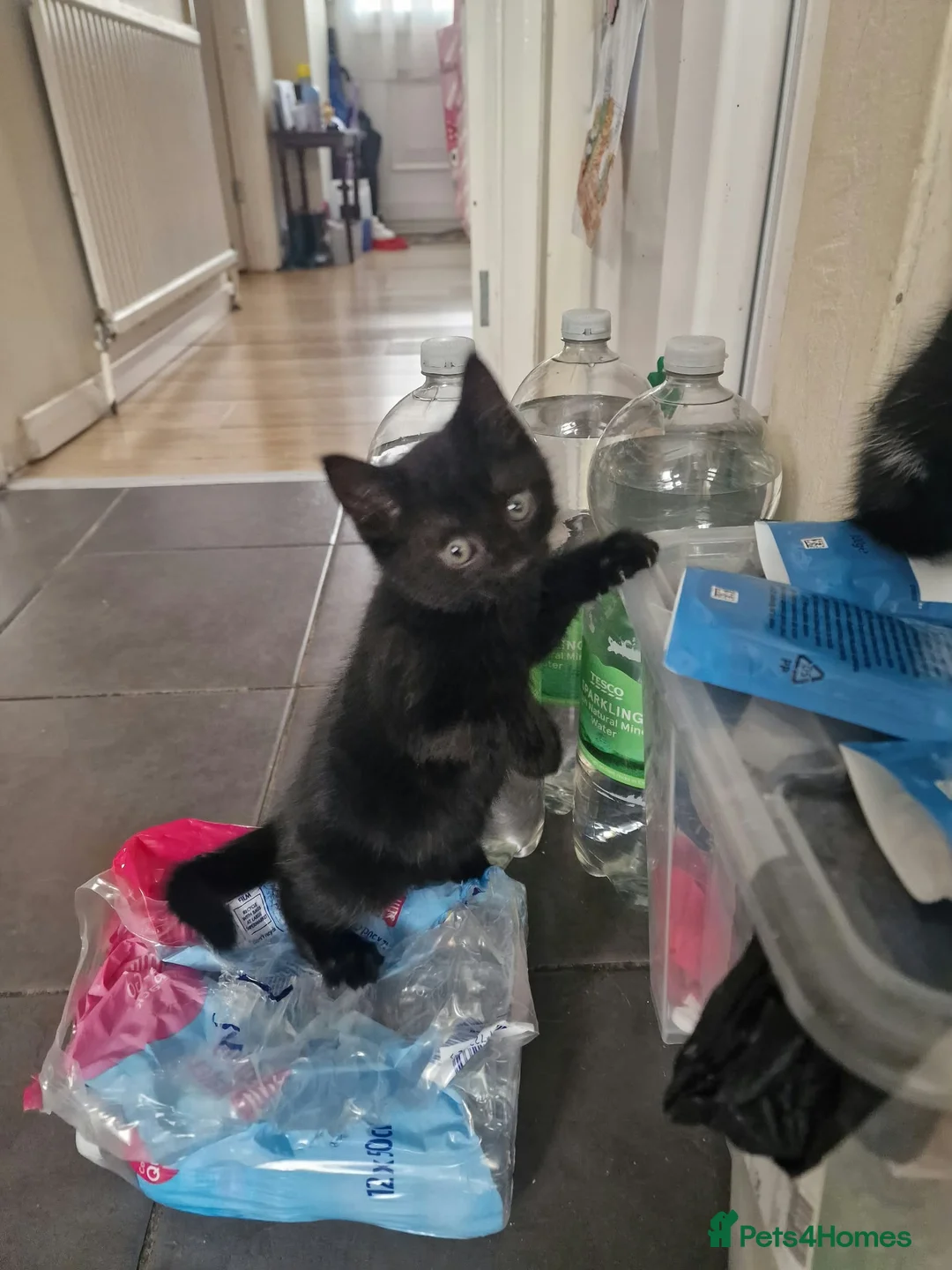 Mixed Breed cats for sale: Adorable Litter of 4 Loving Home Raised Kittens 🐾 - Advert 2