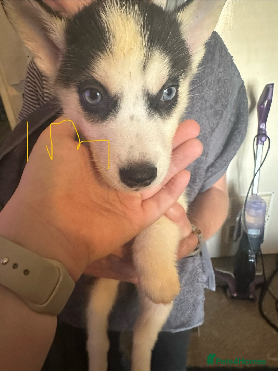 Siberian Husky dogs for sale: Five husky puppies for sale - Image 5