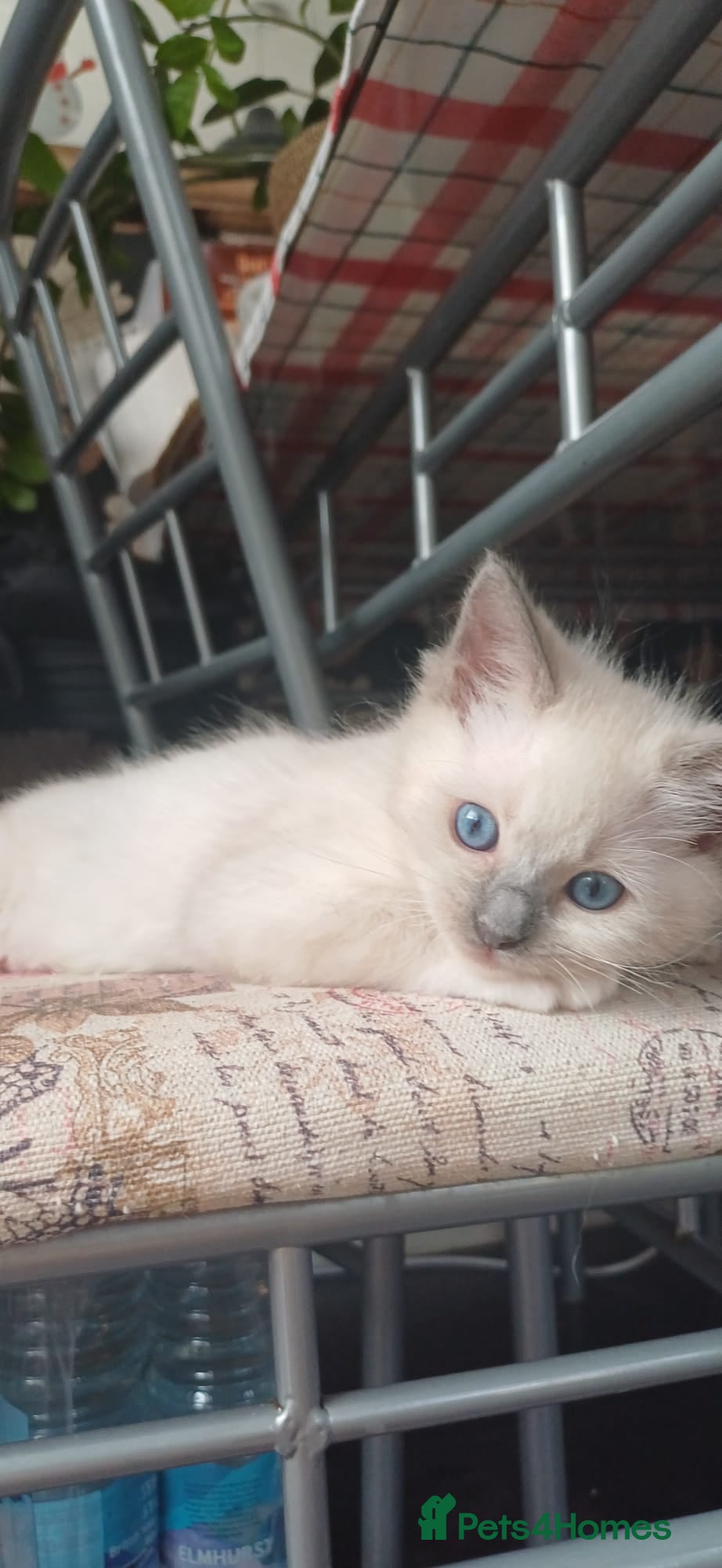 Ragdoll cats for sale: Gorgeous Ragdoll kittens  in Tetbury - Advert 7