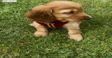 Cocker Spaniel dogs - Advert 6