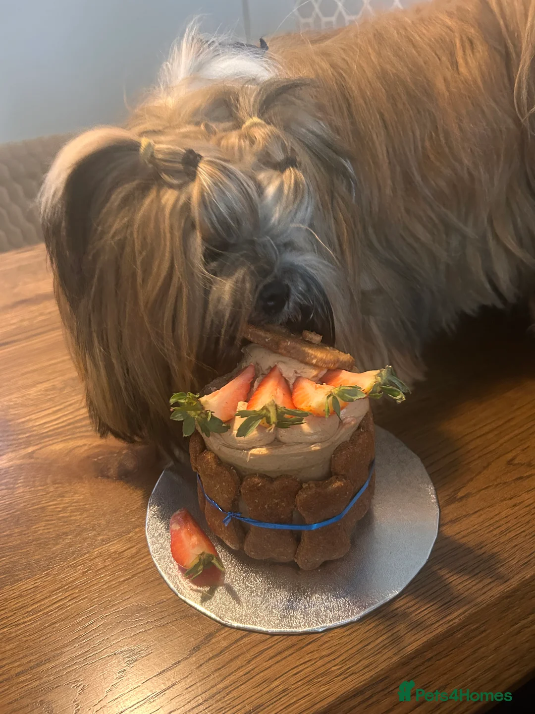 Lhasa Apso dogs for stud: Kc Reg Lhasa Apso stud dog - Advert 3