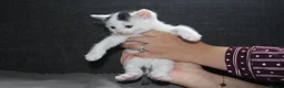 Mixed Breed cats for sale: 5 Ragdoll x Tabby Kittens | Boys | Ready Soon 🏡 - Advert 15