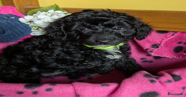 Cockapoo dogs Toy cockapoos - Advert 7