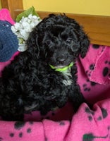 Cockapoo dogs Toy cockapoos - Advert 14