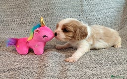 Cavalier King Charles Spaniel dogs for sale: Beautiful quality kc registered cavalier puppies  - Image 14