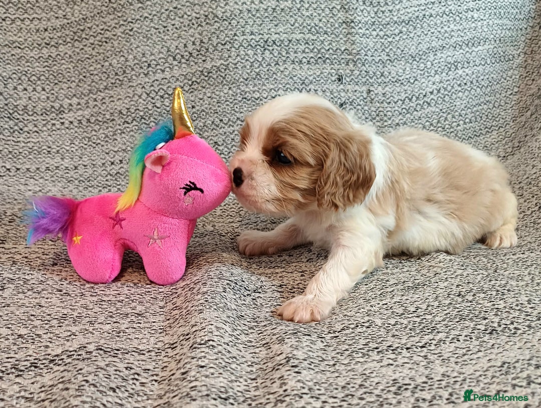Cavalier King Charles Spaniel dogs for sale: Beautiful quality kc registered cavalier puppies  - Image 14