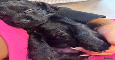 Cocker Spaniel dogs - Advert 11