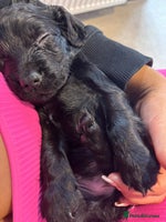 Cocker Spaniel dogs - Advert 4