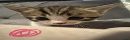 Mixed Breed cats for sale: 8 stunning kittens  - Advert 8